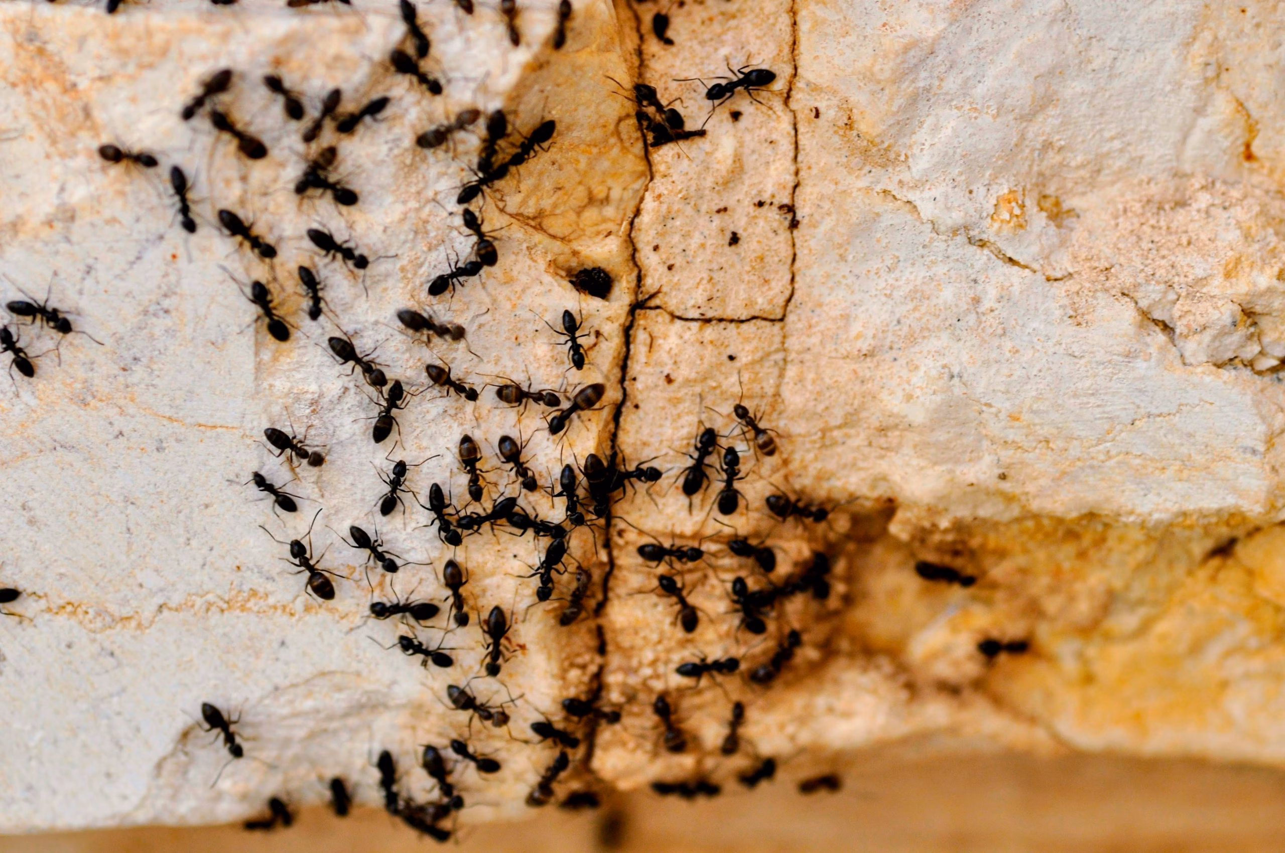 Ant problem at Wellington property